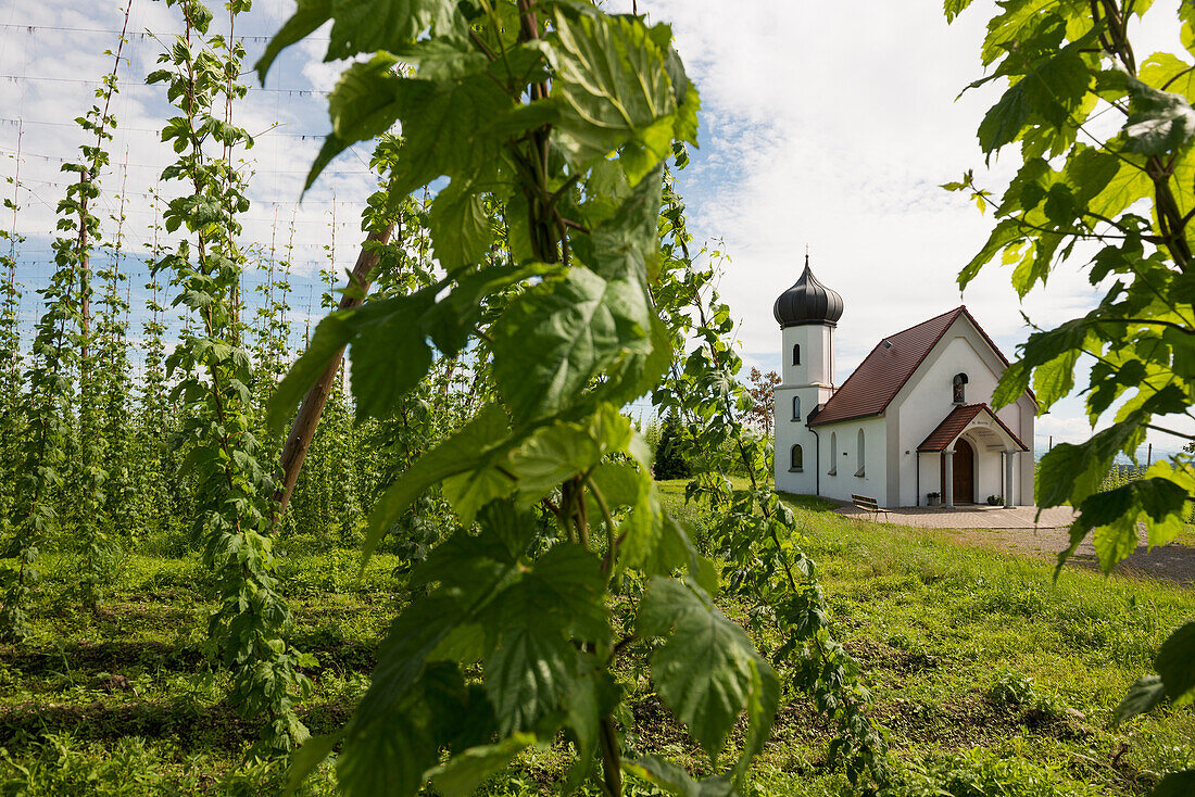  Chapel and hop gardens, hop cultivation, hop plantation, Chapel of St. George, St. George&#39;s Chapel, Dietmannsweiler, near Tettnang, Upper Swabia, Lake Constance, Baden-Württemberg, Germany 