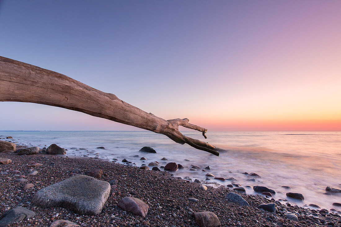 Toter Baum zum Sonnenaufgang am Brodtener Steilufer an der Ostsee, Schleswig-Holstein, Deutschland