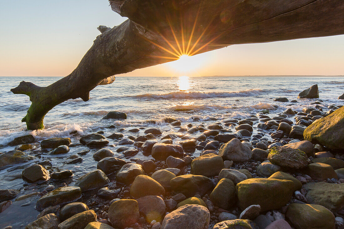  Dead tree at sunrise on the Brodtener Steilufer on the Baltic Sea, Schleswig-Holstein, Germany 