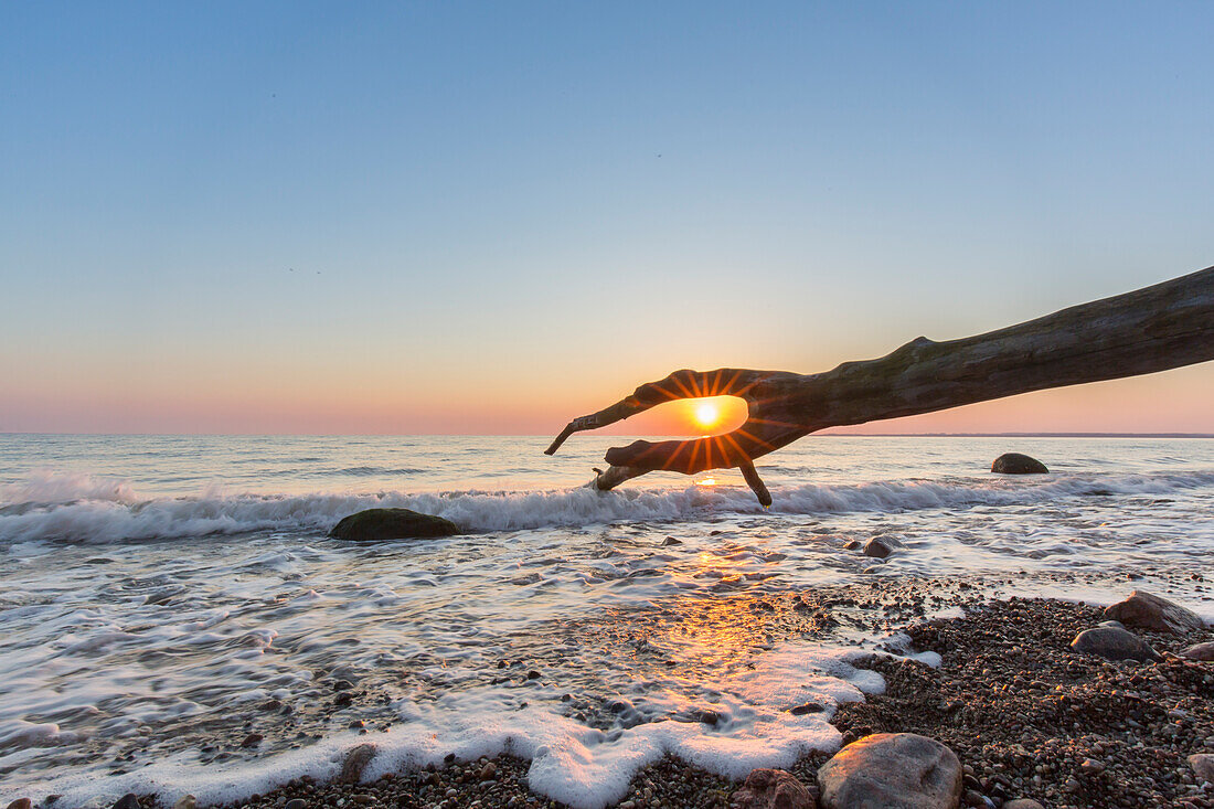 Toter Baum zum Sonnenaufgang am Brodtener Steilufer an der Ostsee, Schleswig-Holstein, Deutschland