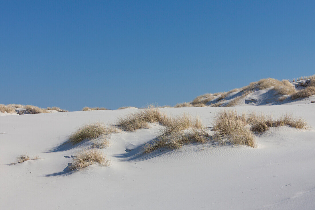  Dune landscape, Amrum Island, North Friesland, Schleswig-Holstein, Germany 