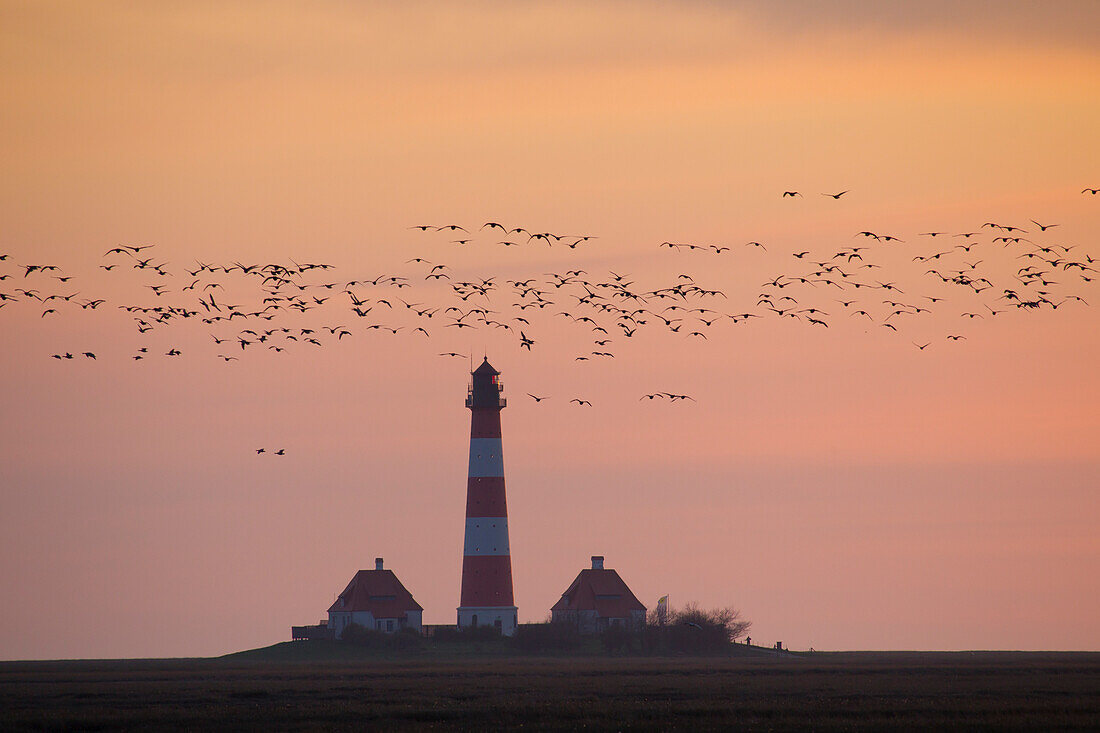  Westerheversand lighthouse, Barnacle geese, Branta leucopsis, Westerhever, Eiderstedt, North Frisia, Schleswig-Holstein, Germany 