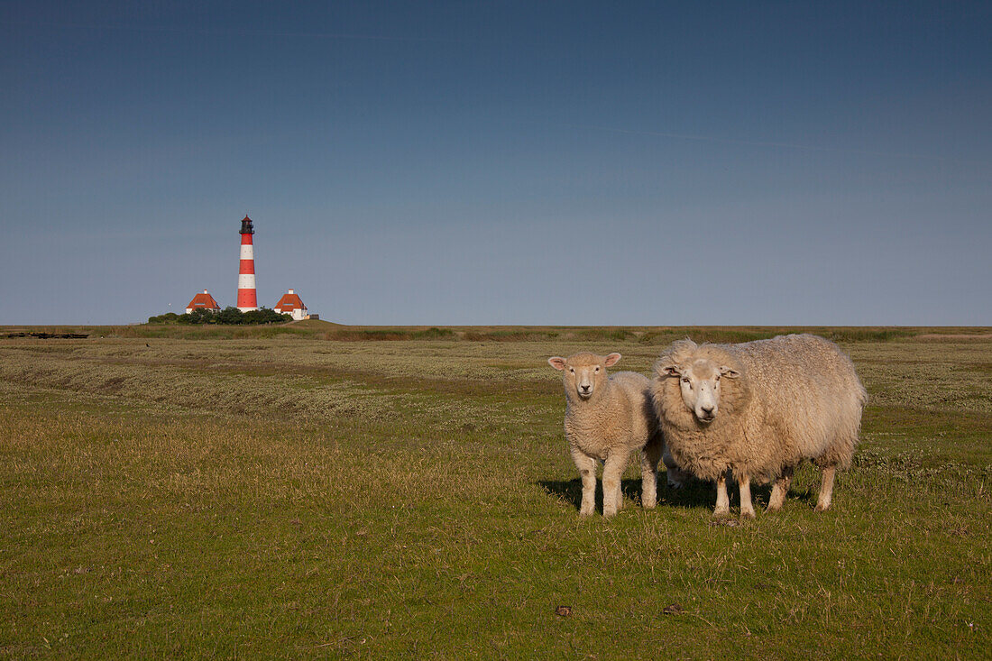  Westerhever lighthouse, with sheep, Westerheversand, Eiderstedt peninsula, North Frisia, Wadden Sea National Park, UNESCO World Heritage Site, Schleswig-Holstein, Germany 