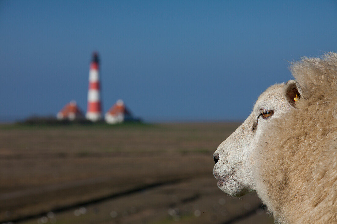  Westerheversand lighthouse, sheep, Ovis orientalis aries, Westerhever, Eiderstedt, North Frisia, Schleswig-Holstein, Germany 