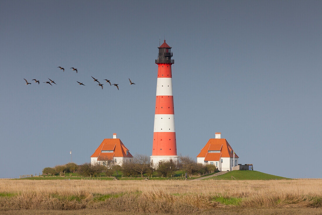  Westerhever lighthouse, Barnacle geese, Branta bernicla, Eiderstedt peninsula, North Frisia, Schleswig-Holstein, Germany 