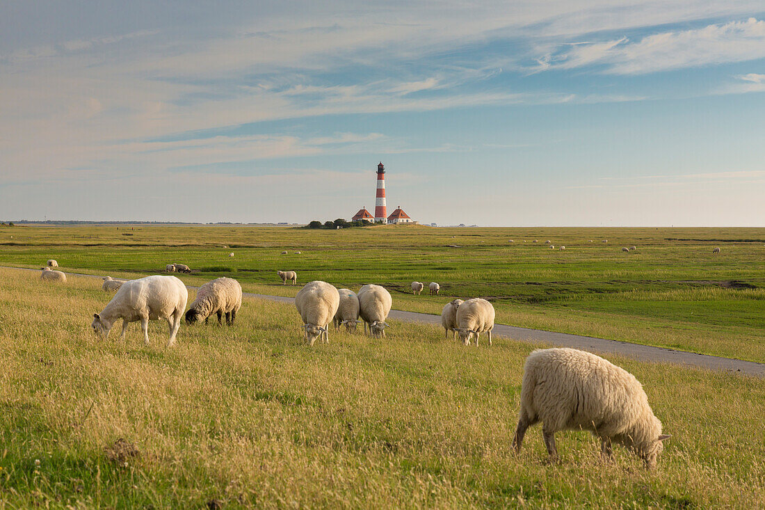  Westerhever lighthouse with sheep, Wadden Sea National Park, North Friesland, Schleswig-Holstein, Germany 