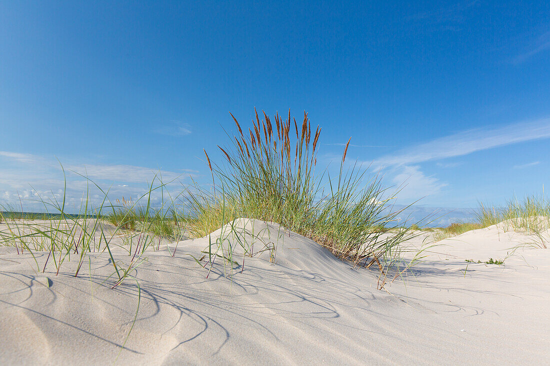  Beach at Sandhammaren on the Baltic Sea, Skane, Sweden 