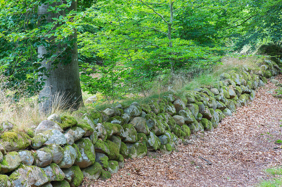  Old stone wall, Haeckeberga Nature Reserve, Skane, Sweden 