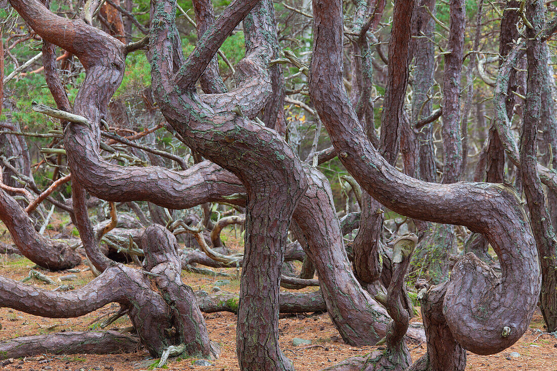 Waldkiefer, Pinus, sylvestris, knorrige und urig gewachsene Kiefern im Naturschutzgebiet Trollskogen, Öland, Schweden