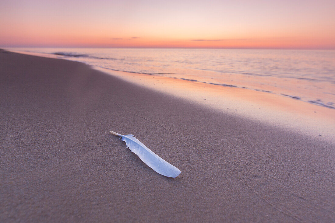  Feather on the beach at Knaebaeckshusen, Skåne County, Sweden 