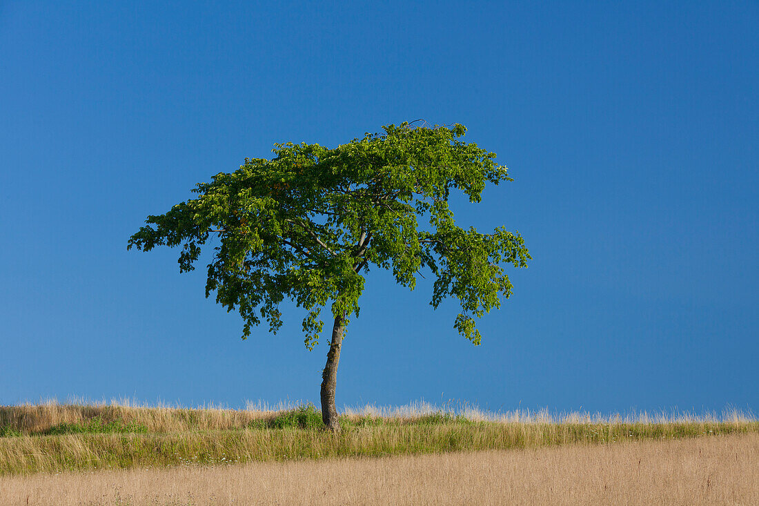  Linden, Tilia spec., solitary tree, Scania Province, Sweden 