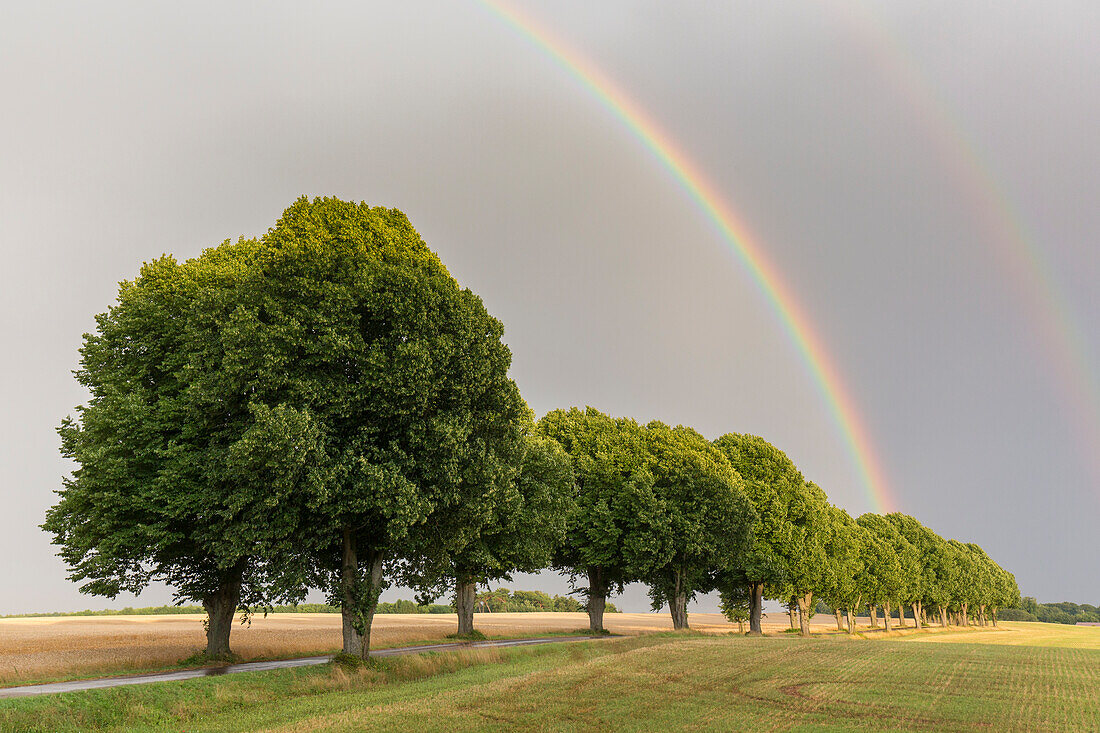  Silver lime, Tilia tomentosa, avenue and rainbow, Scania Province, Sweden 