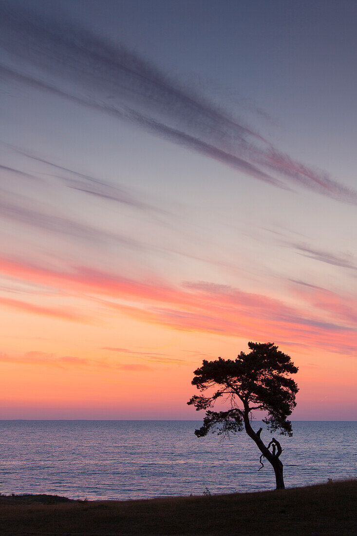 Kiefer, Waldkiefer, Pinus sylvestris, einsamer Baum, Sommer,  Haväng, Skåne, Schweden