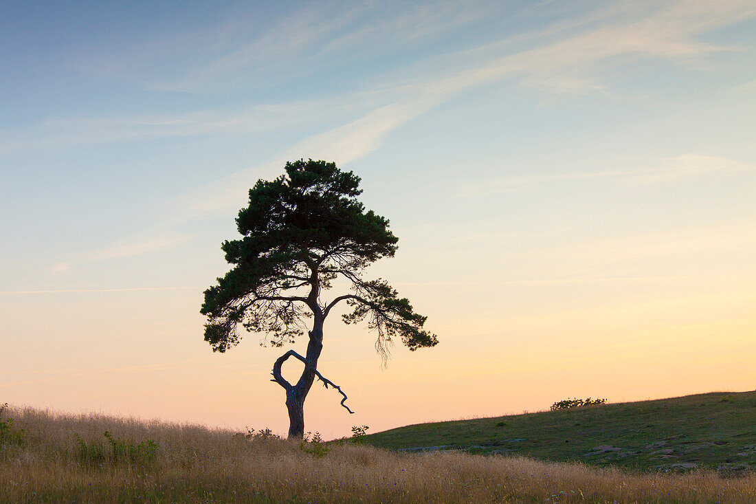  pine, Scots pine, Pinus sylvestris, lonely tree, summer, Havaeng, Skåne, Sweden 