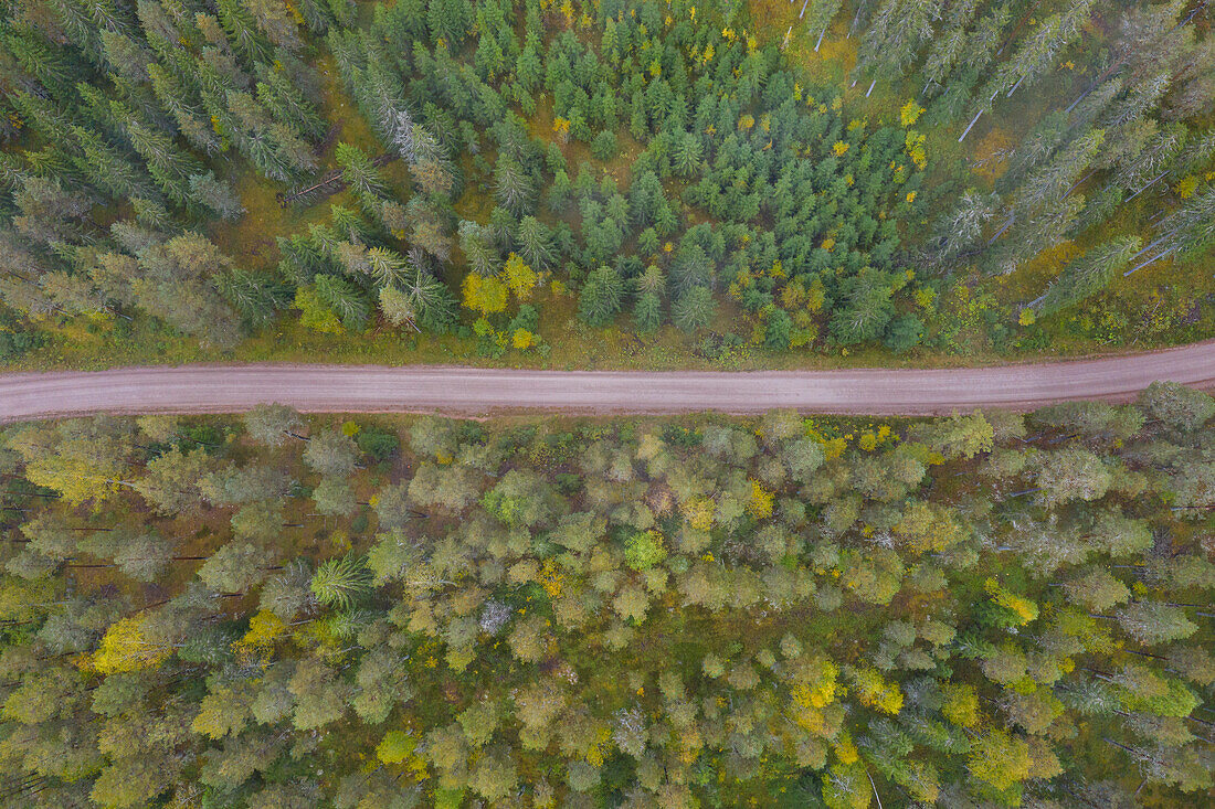 Einsamer Weg im Wald, Herbst, Dalarna, Schweden