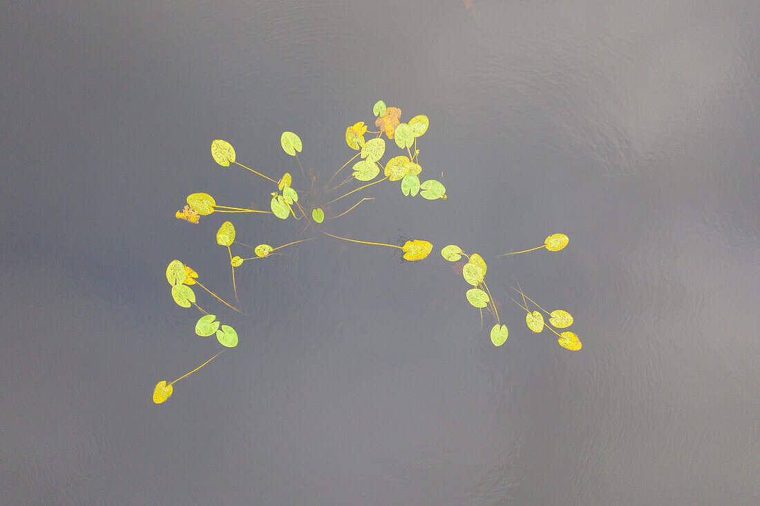  Water lily leaves in autumn, Dalarna, Sweden 