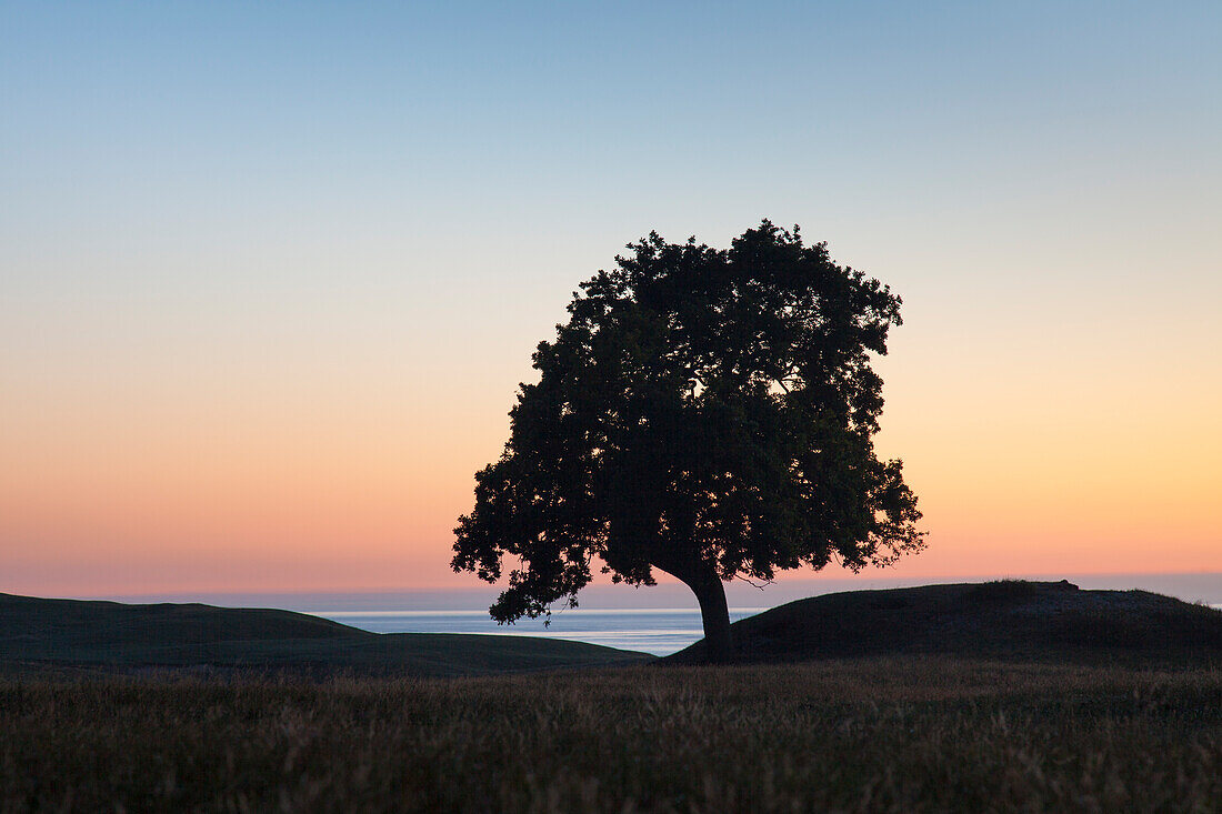  Pedunculate oak, Quercus robur, lonely tree, summer, Scania Province, Sweden 