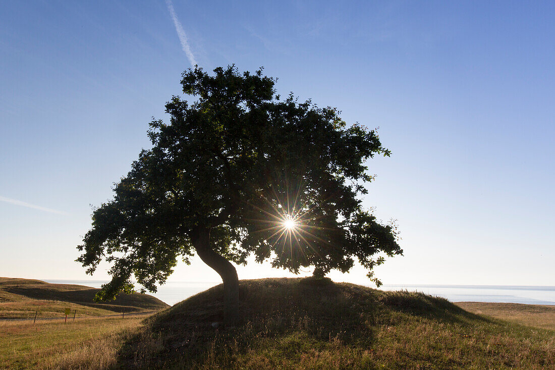  Pedunculate oak, Quercus robur, lonely tree at sunrise, summer, Scania Province, Sweden 