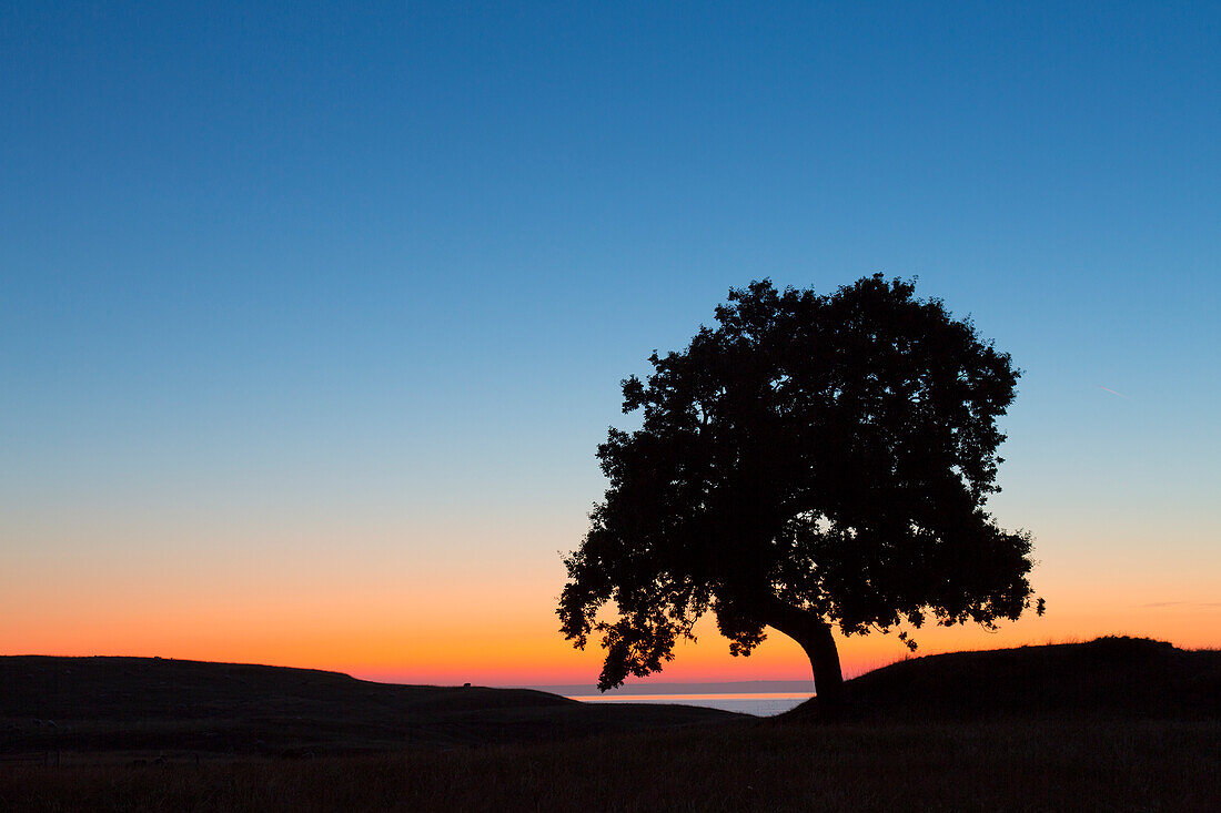 Stieleiche, Quercus robur, einsamer Baum bei Sonnenaufgang, Sommer, Provinz Schonen, Schweden