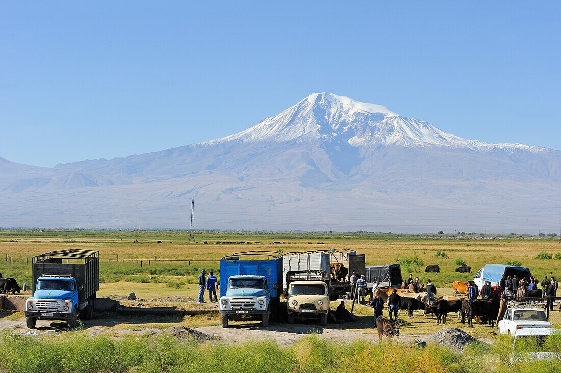 Viehmarkt in der Ararat-Ebene bei Artashat, mit dem Berg Ararat im Hintergrund, südöstlich von Eriwan, Armenien, Eurasien