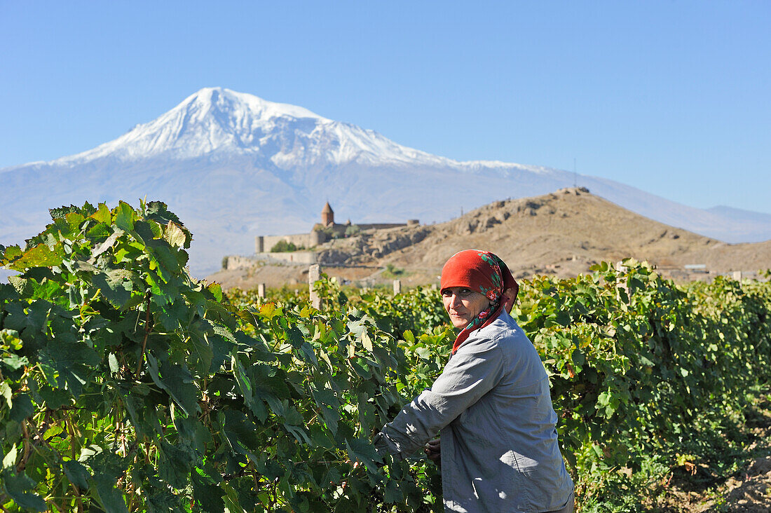  Traubenpflücker in den Weinbergen vor dem Kloster Chor Wirap, Ararat-Ebene, Berg Ararat im Hintergrund, Artaschat, Armenien, Eurasien 