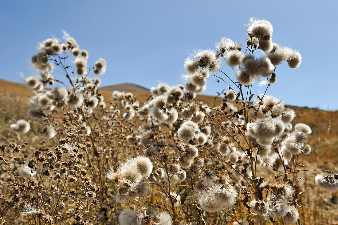 thistle on the Argitchi plateau, Gegharkunik region, Armenia, Eurasia