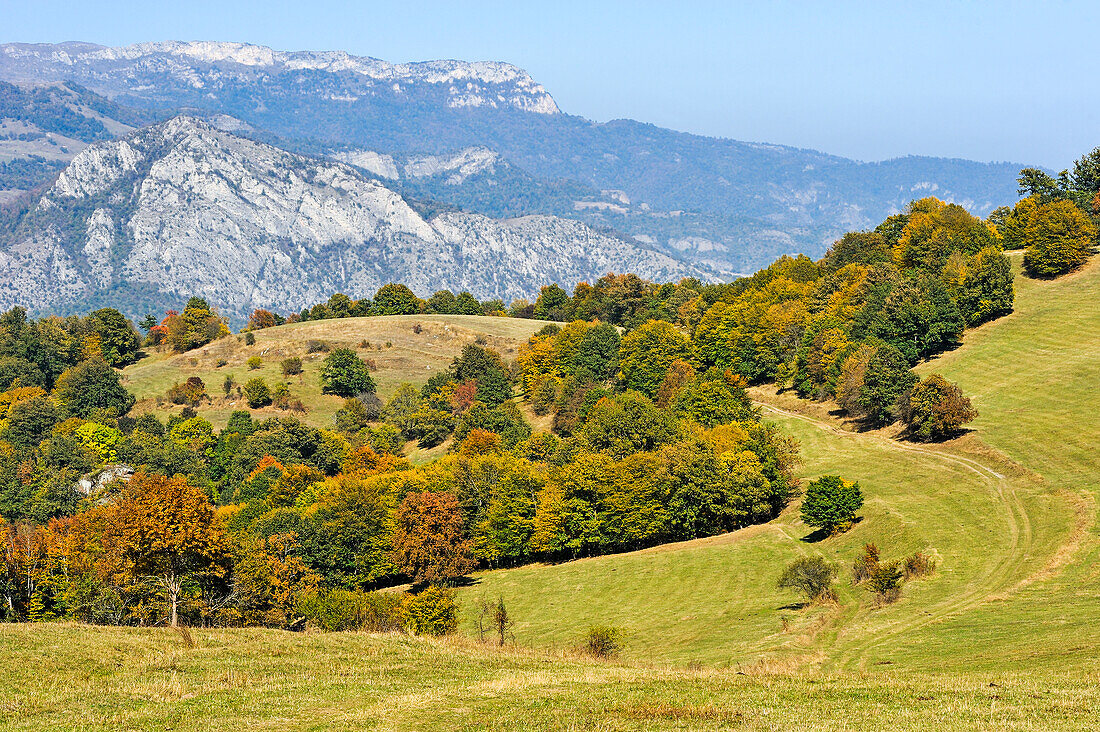  Weide im Dilijan Nationalpark, in der Nähe des Dorfes Gosh, Tavush Region, Armenien, Eurasien 