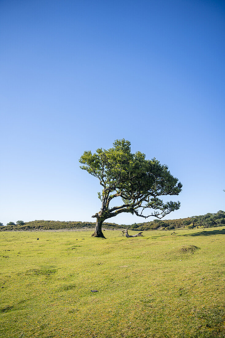  Single laurel tree in Fanal, Madeira, Portugal. 