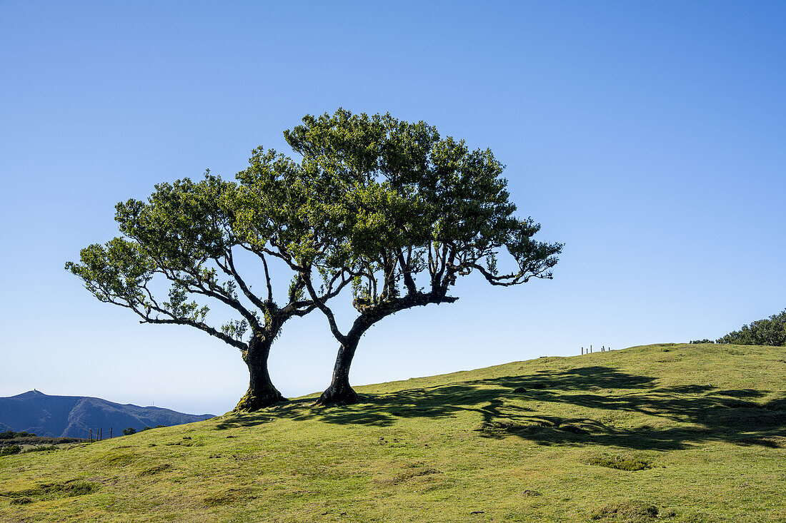  Single laurel trees in Fanal, Madeira, Portugal. 