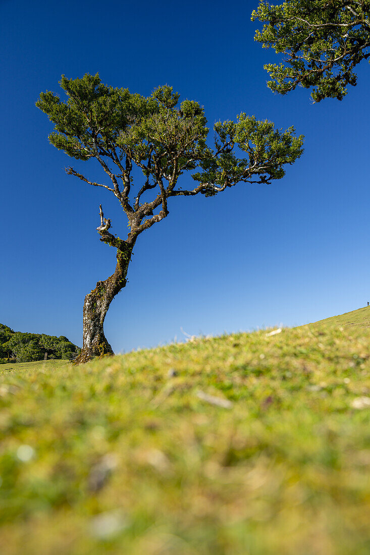  Single laurel tree in Fanal, Madeira, Portugal. 