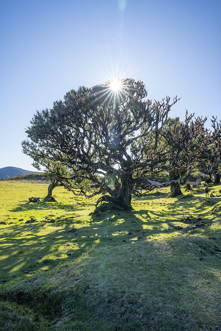  Group of laurel trees backlit in Fanal, Madeira, Portugal. 