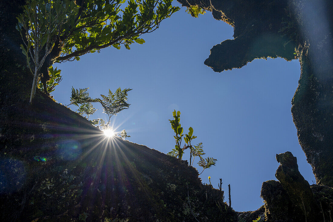 Stamm eines Lorbeerbaums im Gegenlicht mit Sonnenstern, Fanal, Madeira, Portugal