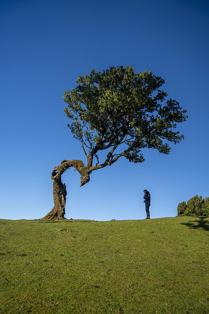  Laurel tree with a figure reminiscent of a peacock&#39;s head and a person, Fanal, Madeira, Portugal. 