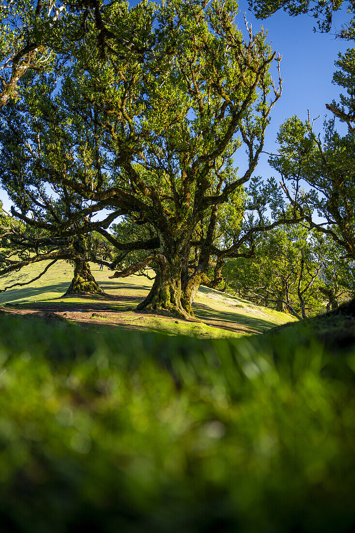  Group of laurel trees with selective focus in Fanal, Madeira, Portugal. 