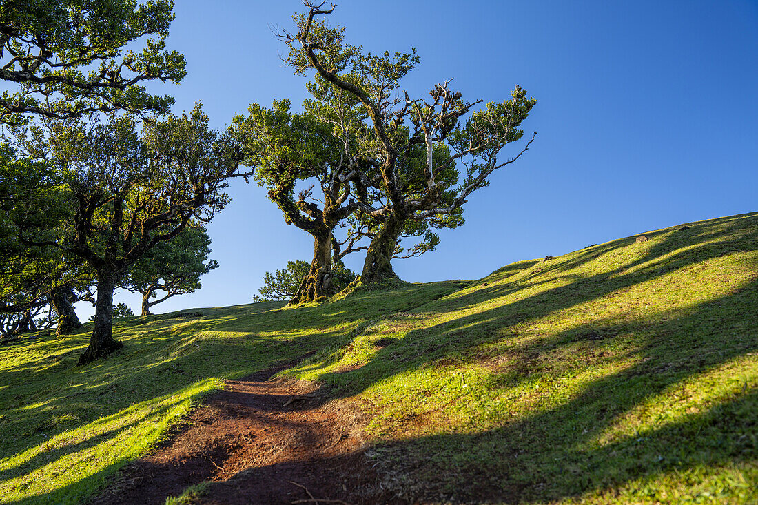  Hiking trail through the laurel trees in Fanal, Madeira, Portugal. 