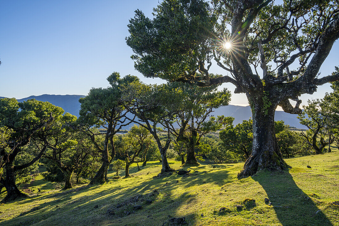 Wald aus Lorbeerbäumen im Gegenlicht in Fanal, Madeira, Portugal.