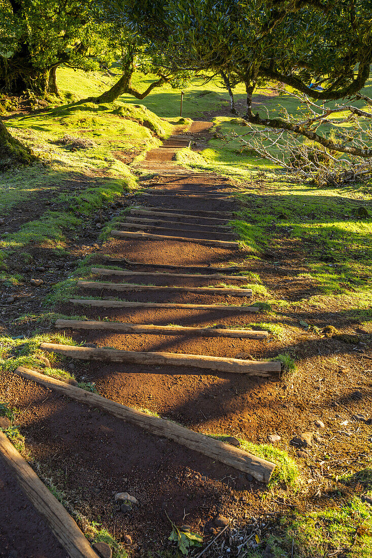  Hiking trail with steps through the laurel trees in Fanal, Madeira, Portugal. 