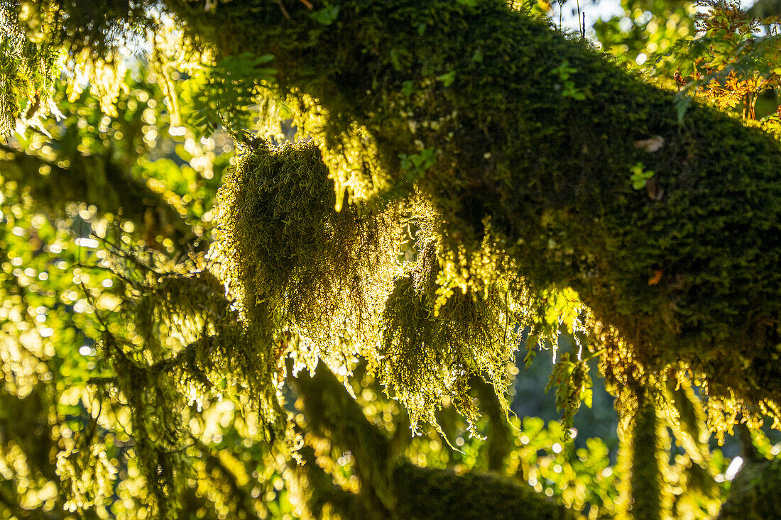 Moosbewachsende Stämme und Äste von knorrigen Lorbeerbäumen in Fanal, Madeira, Portugal.