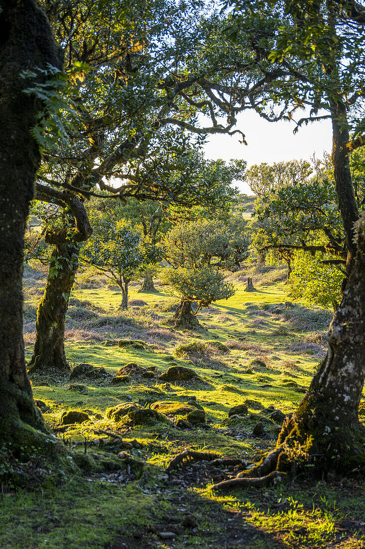  Forest of laurel trees in backlight in Fanal, Madeira, Portugal. 