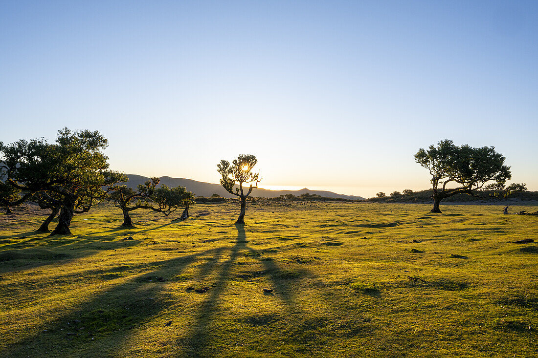  Single laurel trees in the evening light in Fanal, Madeira, Portugal. 