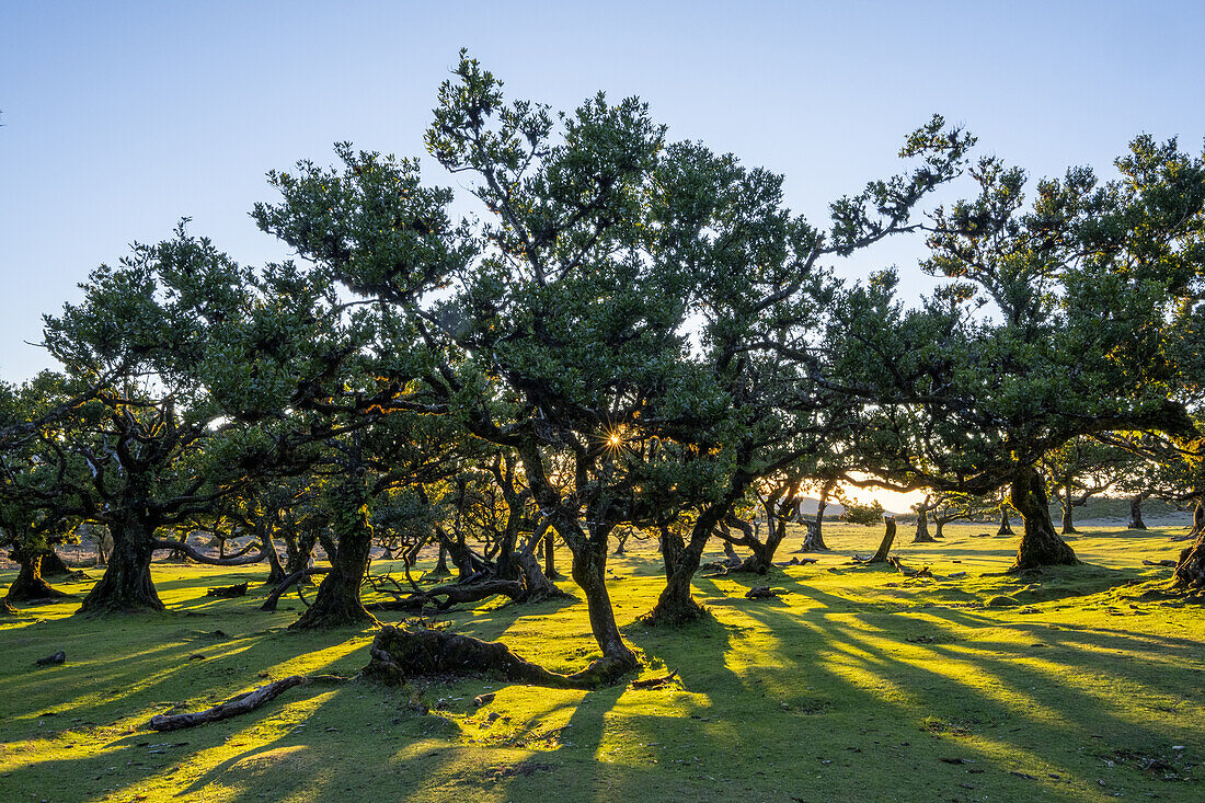  Forest of laurel trees in the evening light in Fanal, Madeira, Portugal. 