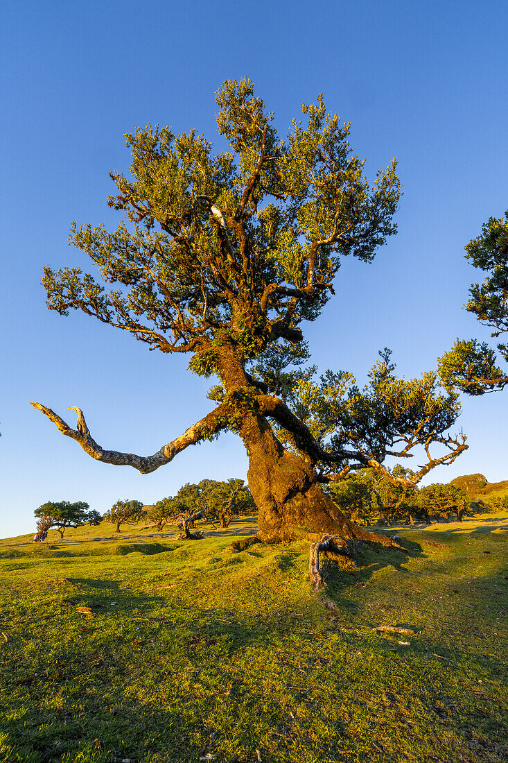  Laurel tree with a figure reminiscent of a magician in the evening light, Fanal, Madeira, Portugal. 