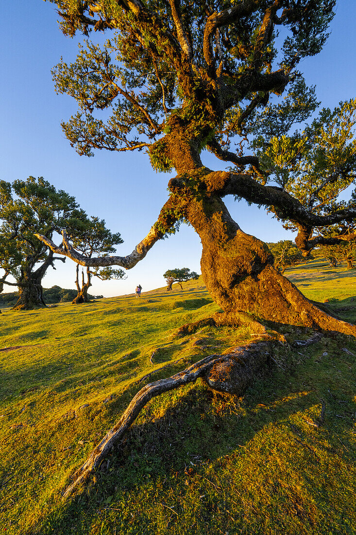 Lorbeerbaum mit einer, an einen Zauberer erinnernden Gestalt, im Abendlicht, Fanal, Madeira, Portugal.