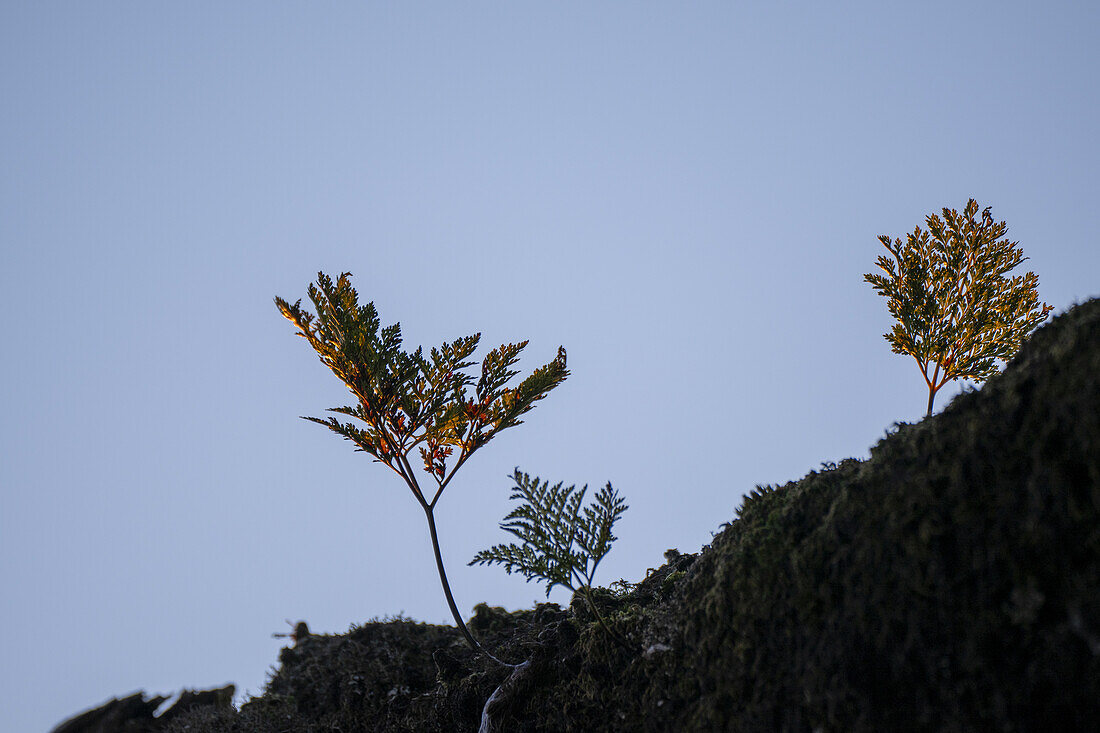  Fern growing on a trunk of a laurel tree, Fanal, Madeira, Portugal. 