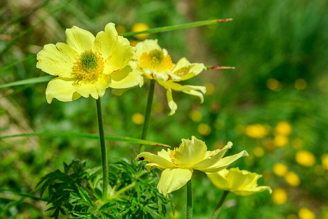 Schwefelgelbe Anemonen, Pfunderer Höhenweg, Zillertaler Alpen, Südtirol, Italien