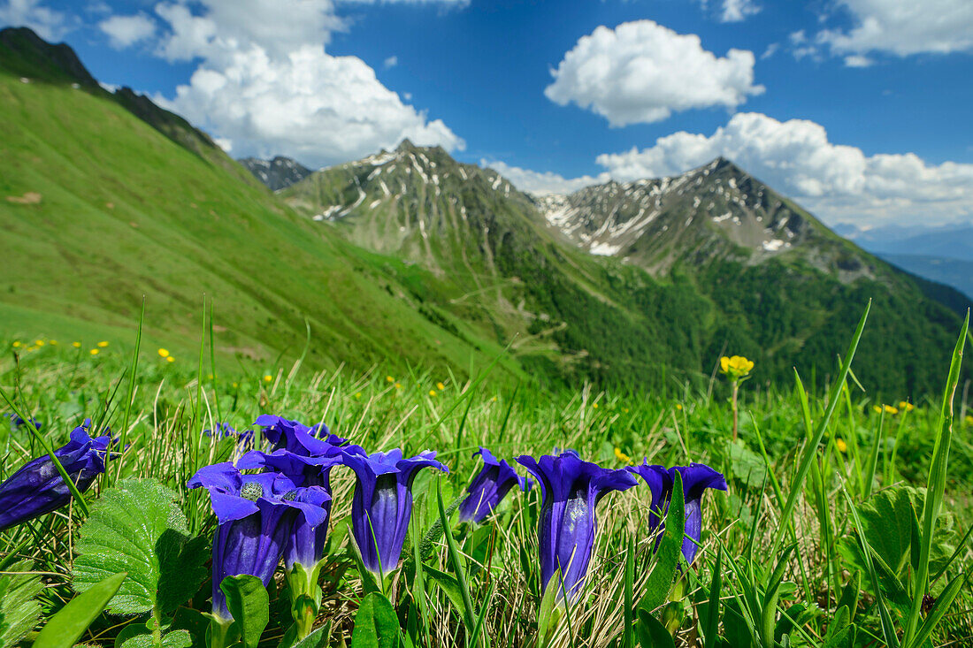  Blooming gentian with Pfunderer mountains blurred in the background, Pfunderer Höhenweg, Zillertal Alps, South Tyrol, Italy 