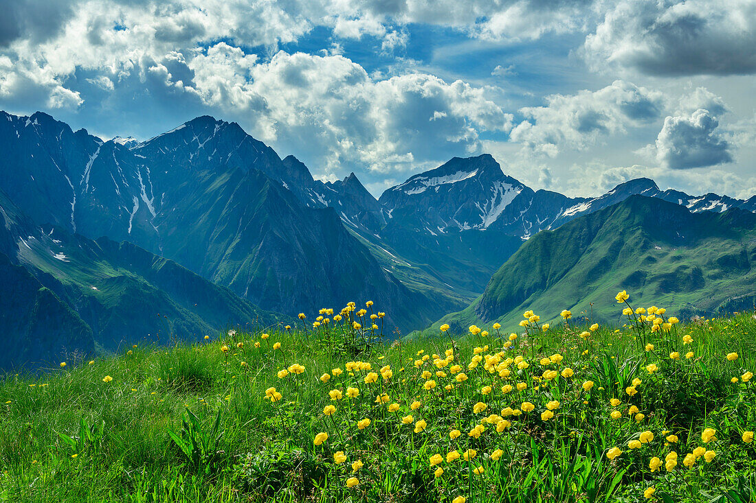  Blooming globeflowers with Wurmaulspitze, Grabspitz and Felbespitze in the background, Pfunderer Höhenweg, Zillertal Alps, South Tyrol, Italy 