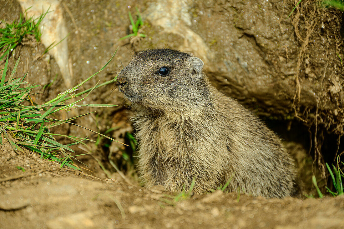  Young marmot looking out of marmot burrow, Pfunderer Höhenweg, Zillertal Alps, South Tyrol, Italy 