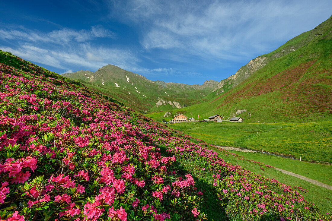  Blooming alpine rose fields with Labesebenhütte in the background, Labesebenhütte, Pfunderer Höhenweg, Zillertal Alps, South Tyrol, Italy 