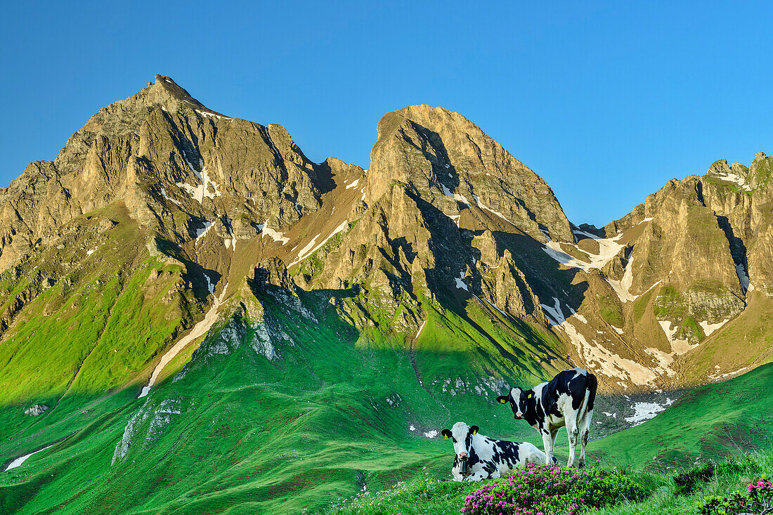  Two cows with Wurmaulspitze and Eselskopf in the background, Kellerscharte, Pfunderer Höhenweg, Zillertal Alps, South Tyrol, Italy 